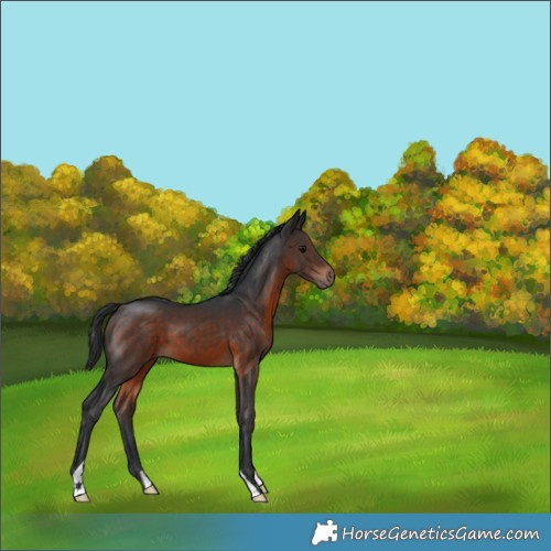 Horse Color:Brown 