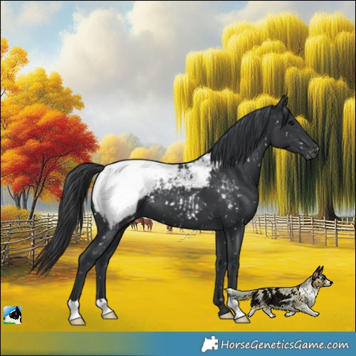 Horse Color:Black Appaloosa 