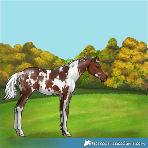Horse Color:White Spotted Silver Brown 