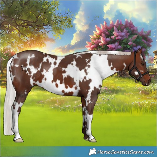 Horse Color:White Spotted Silver Brown 
