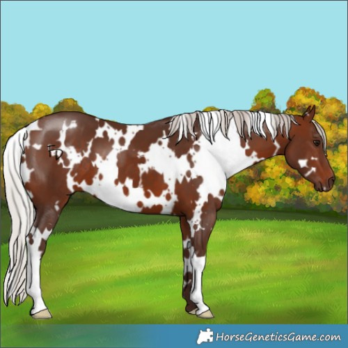 Horse Color:White Spotted Silver Brown 