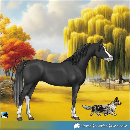 Horse Color:Black Splash 