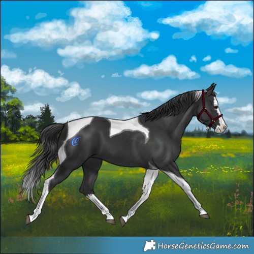 Horse Color:Black Splash Tobiano