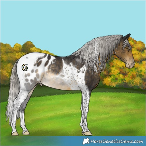 Horse Color:Silver Buckskin Tobiano Appaloosa Rabicano 