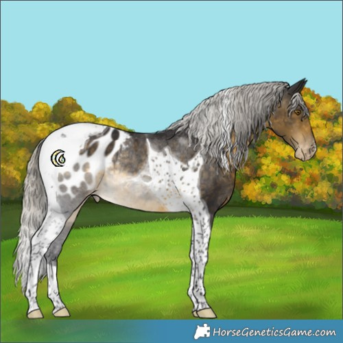 Horse Color:Silver Buckskin Tobiano Appaloosa Rabicano 