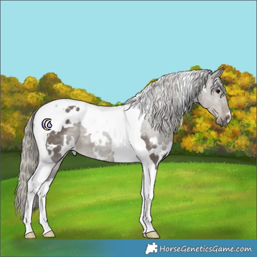 Horse Color:White Spotted Silver Smoky Grullo Tobiano 