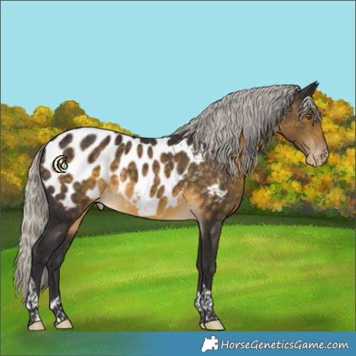 Horse Color:Silver Buckskin Tobiano Appaloosa Rabicano