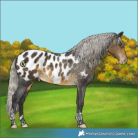 Horse Color:Silver Buckskin Tobiano Appaloosa Rabicano