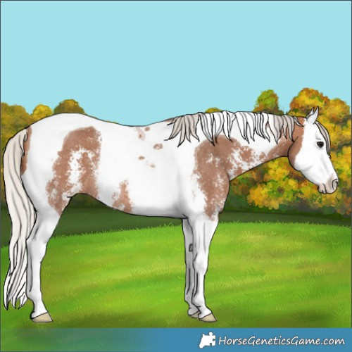 Horse Color:Silver Bay Sabino Splash Tobiano Rabicano 