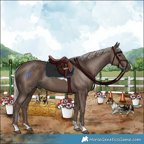 Horse Color:Silver Black Tobiano 