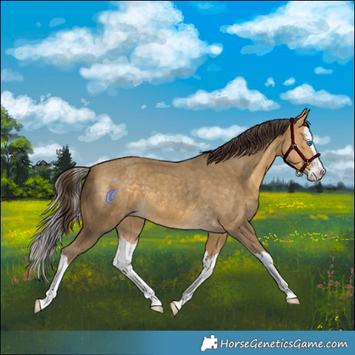 Horse Color:Sable Cream Champagne Splash