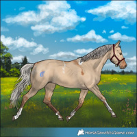 Horse Color:Silver Bay Dun Tobiano Rabicano  and Powder White Silver Bay Dun Rabicano 