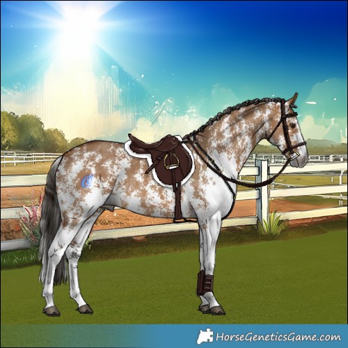 Horse Color:Gray Bay Dun Sabino