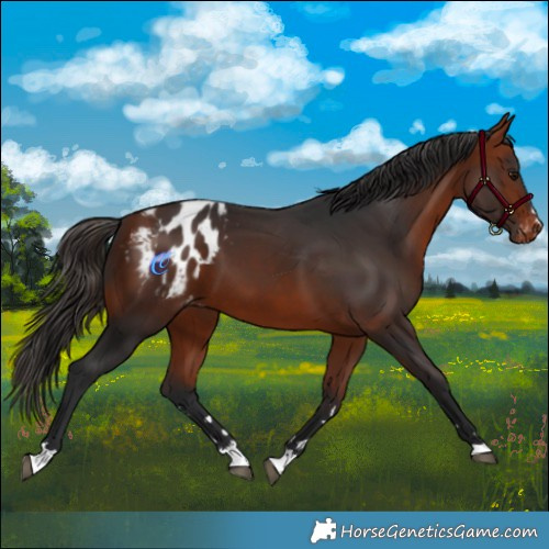 Horse Color:Bay Appaloosa 
