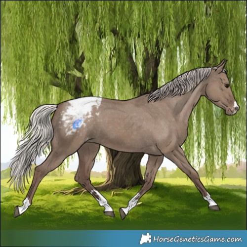 Horse Color:Silver Grullo Appaloosa 