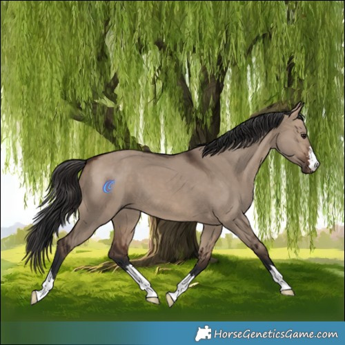 Horse Color:Brown Dun 