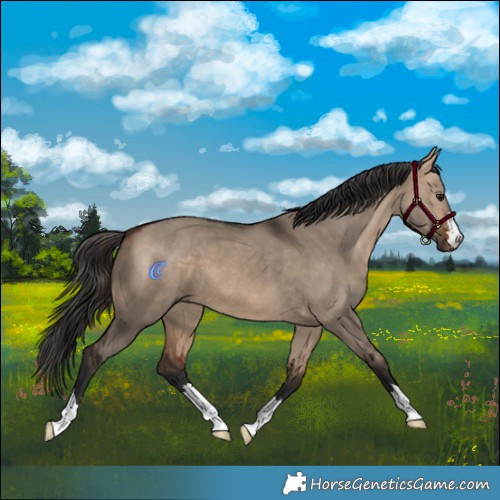 Horse Color:Brown Dun 