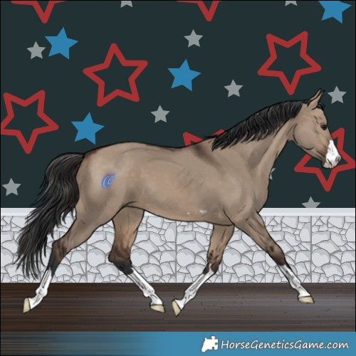 Horse Color:Brown Dun 