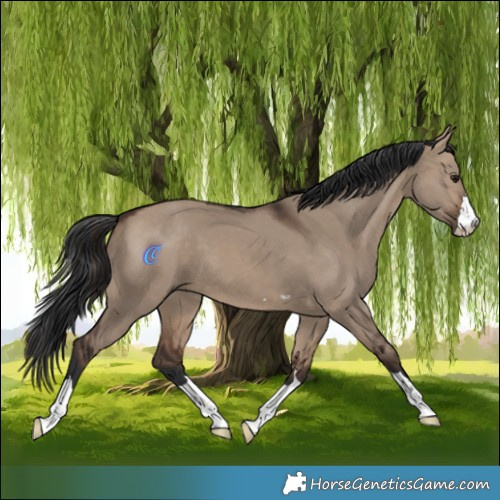 Horse Color:Brown Dun 