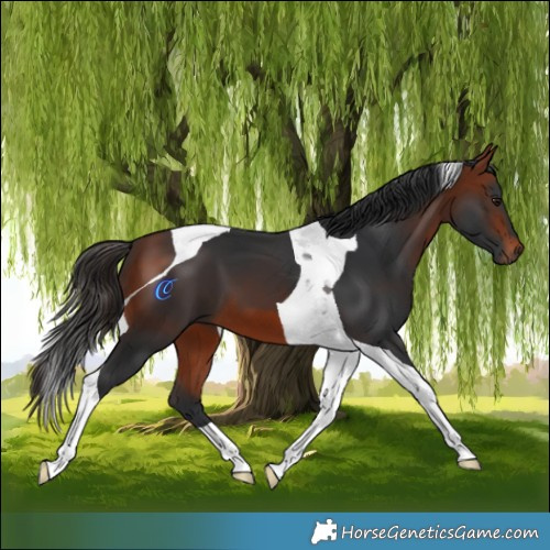 Horse Color:Bay Tobiano 
