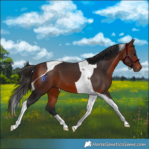 Horse Color:Bay Tobiano 