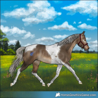 Horse Color:Gray Silver Bay Dun Tobiano Rabicano 