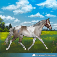 Horse Color:Gray Silver Bay Dun Tobiano Rabicano 
