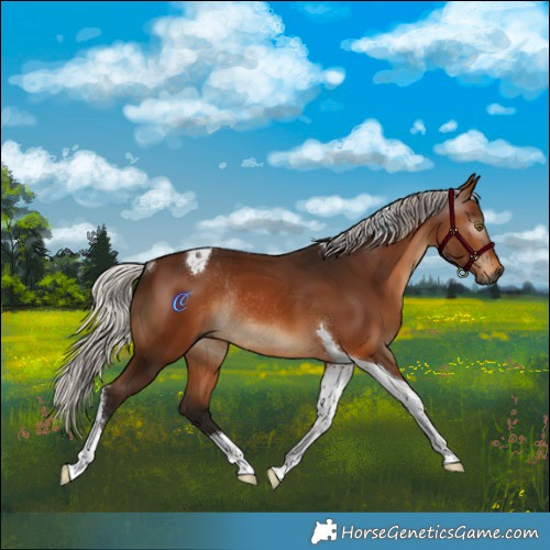 Horse Color:Gray Silver Bay Tobiano Rabicano 