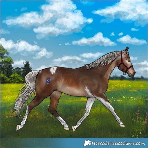 Horse Color:Gray Silver Bay Tobiano Rabicano 