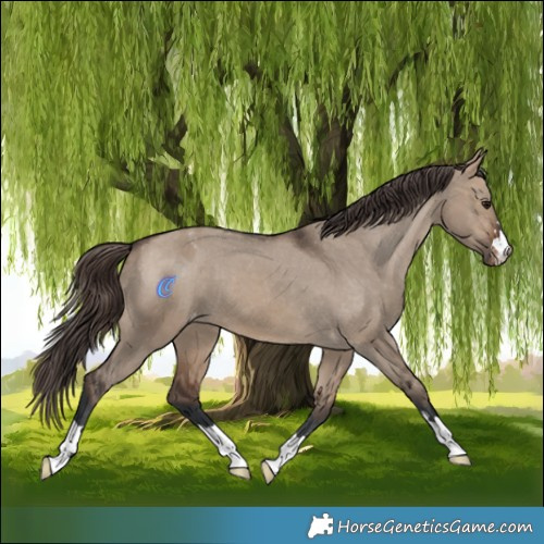 Horse Color:Brown Dun Appaloosa 