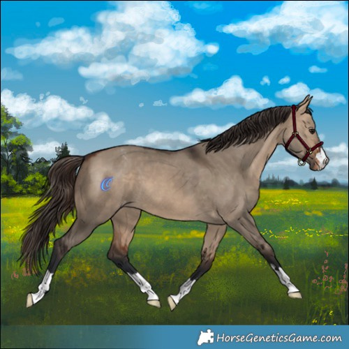 Horse Color:Brown Dun Appaloosa 