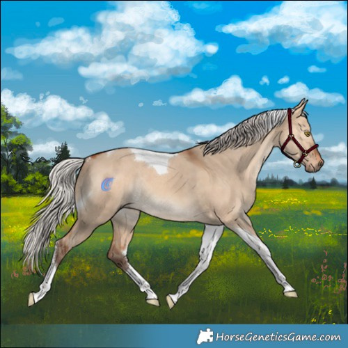 Horse Color:Silver Bay Dun Tobiano Rabicano 