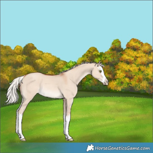 Horse Color:Unknown 