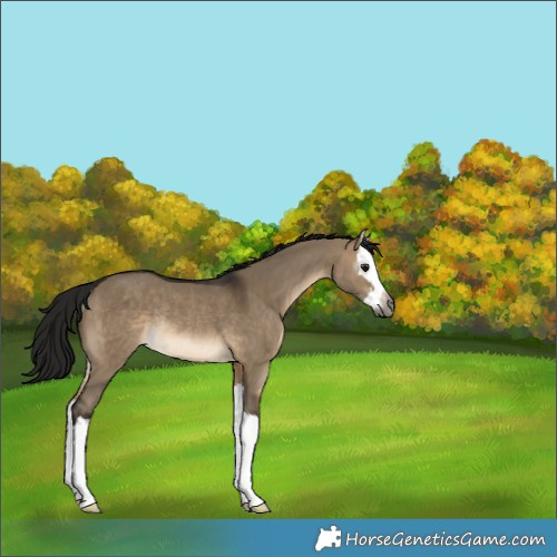 Horse Color:Unknown 