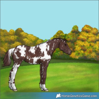 Horse Color:White Spotted Chocolate Brown Appaloosa 