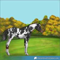 Horse Color:White Spotted Liver Chestnut Appaloosa 