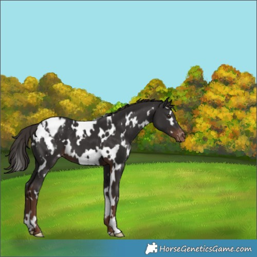 Horse Color:Unknown 