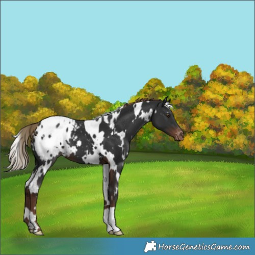 Horse Color:White Spotted Liver Chestnut Appaloosa 