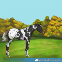 Horse Color:White Spotted Liver Chestnut Blanket 