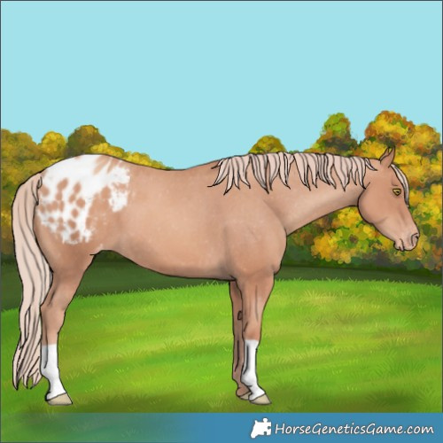 Horse Color:Gold Champagne Blanket 