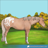 Horse Color:Gold Champagne Blanket 