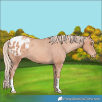 Horse Color:Gold Champagne Blanket