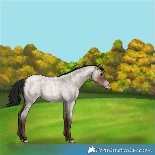 Horse Color:Gray Sable Champagne Roan 