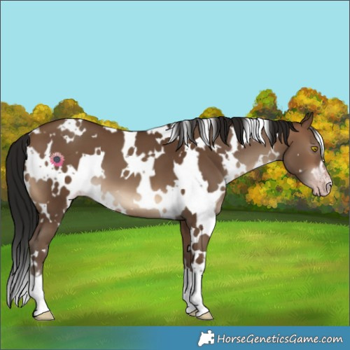 Horse Color:Gray White Spotted Sable Champagne 