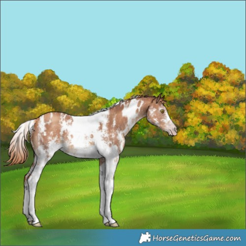Horse Color:Gray White Spotted Gold Champagne Sabino 