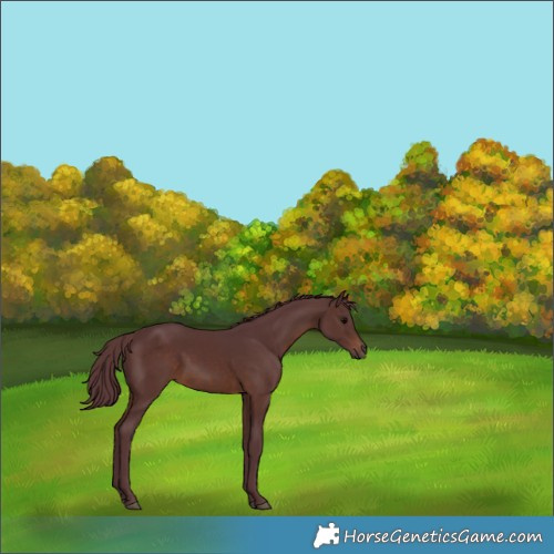 Horse Color:Chocolate Brown Rabicano 