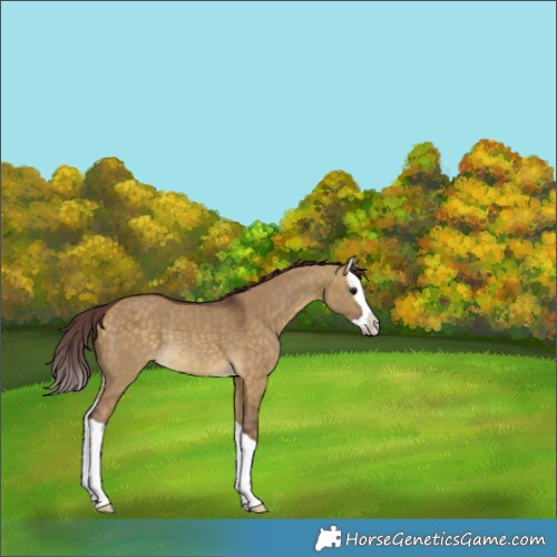 Horse Color:Chocolate Buckskin Dun Splash Rabicano 