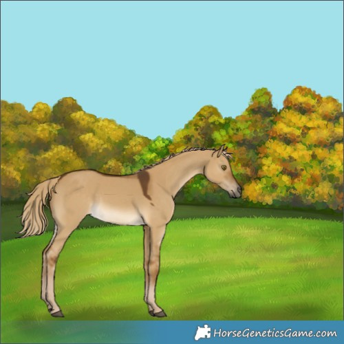 Horse Color:Chocolate Palomino Dun 