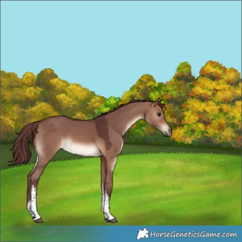 Horse Color:White Spotted Chocolate Brown Dun 