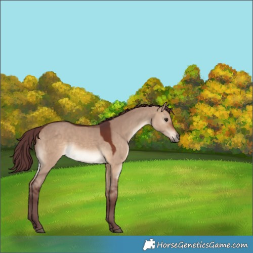 Horse Color:Chocolate Brown Dun 